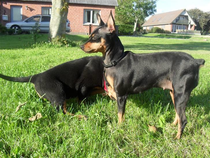 Dvaergpinscher chikita billede 8
