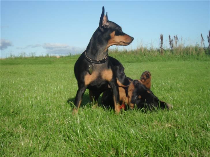 Dvaergpinscher chikita billede 9