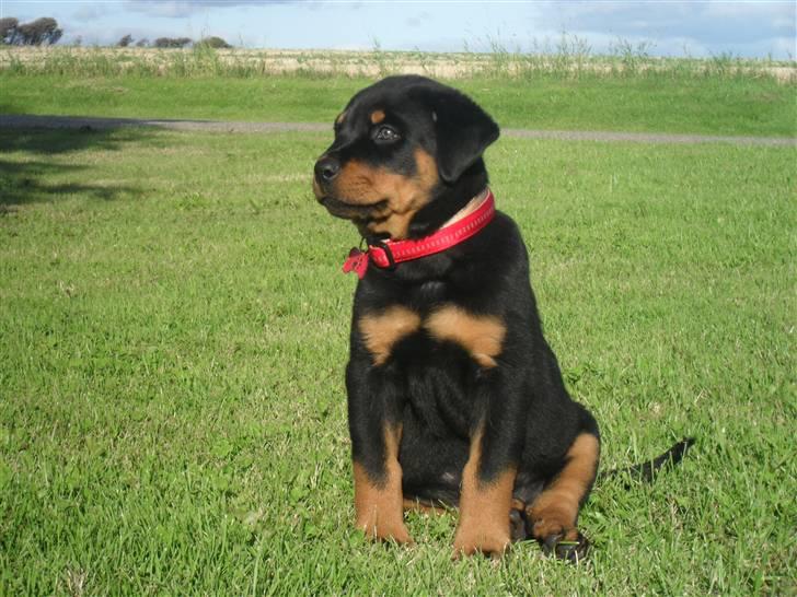 Rottweiler Luna billede 1