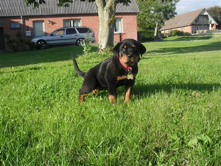 Rottweiler Luna - se hvor er jeg god  billede 2