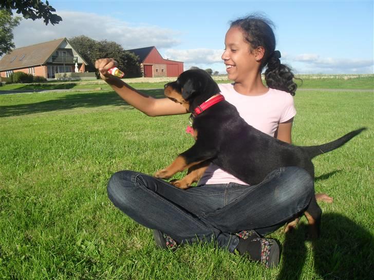 Rottweiler Luna - hmmmmmm, hvad er det? billede 3