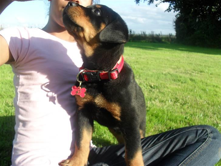 Rottweiler Luna - jeg vil lidt :-( billede 4