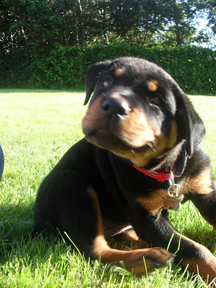 Rottweiler Luna billede 5