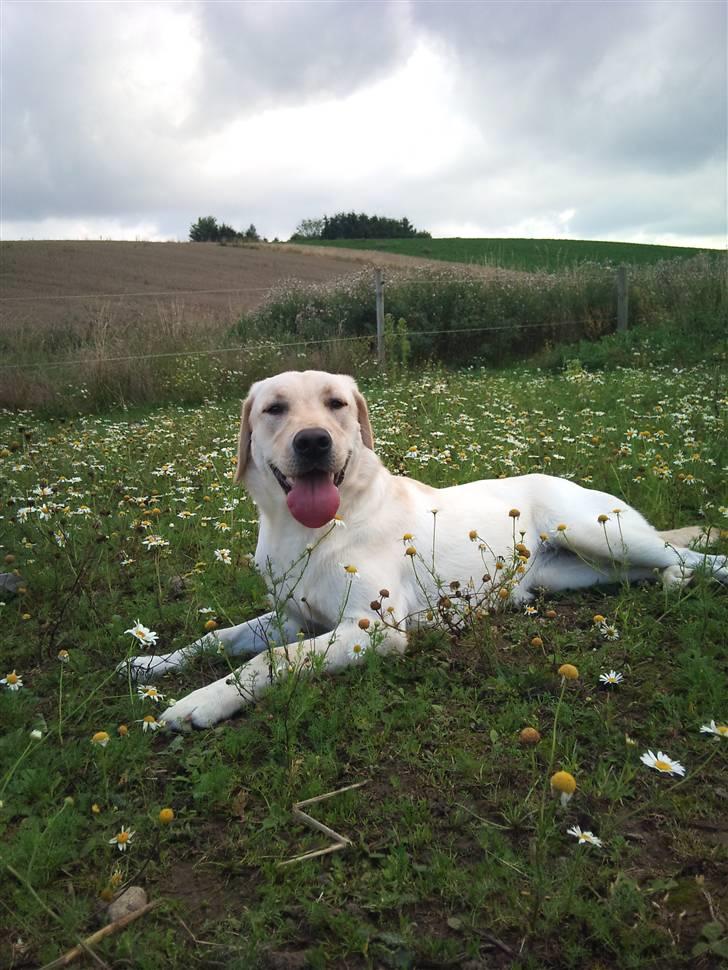 Labrador retriever Cleo - 15/8-10 . <3 billede 17