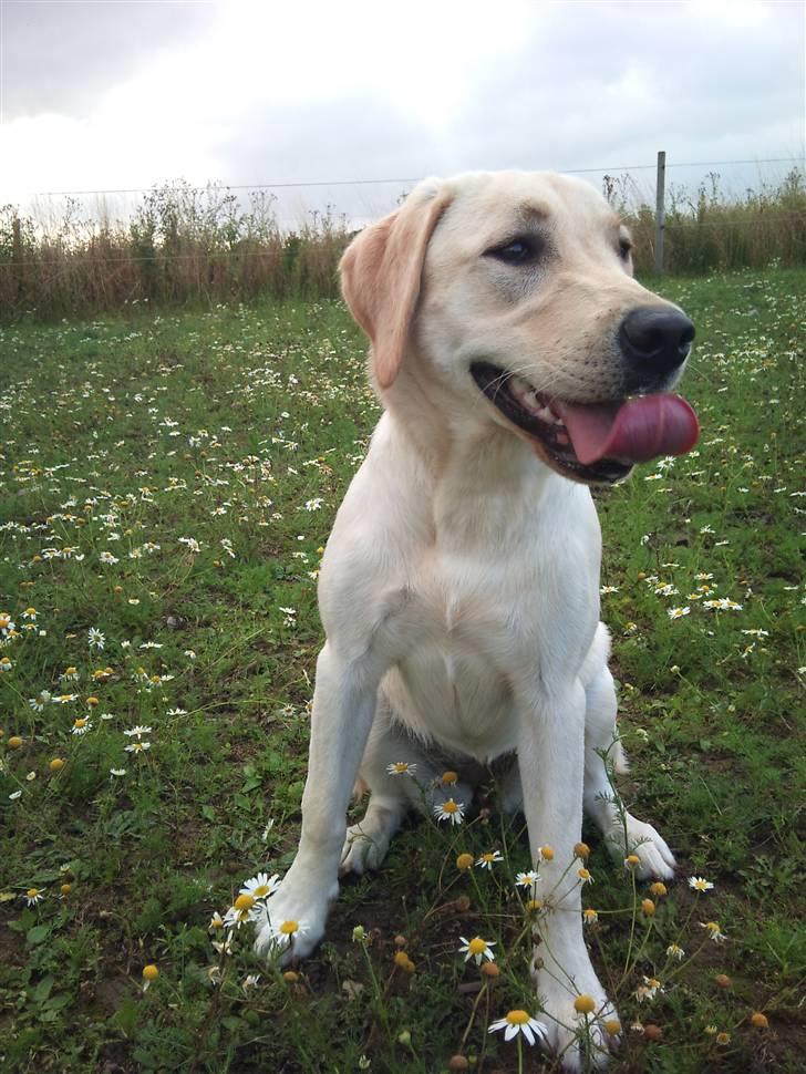 Labrador retriever Cleo - 15/8-10 . Efter træning :D billede 18