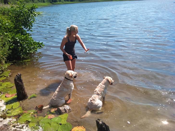 Labrador retriever Cleo - 20/7-10 . I vandet med hundene på en dejlig sommerdag, og øve apportering på vand . Cleo til højre, lucka til venstre :D billede 19