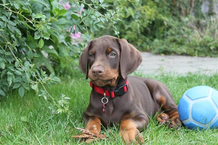 Dobermann RD Attractive Anastacia billede 7