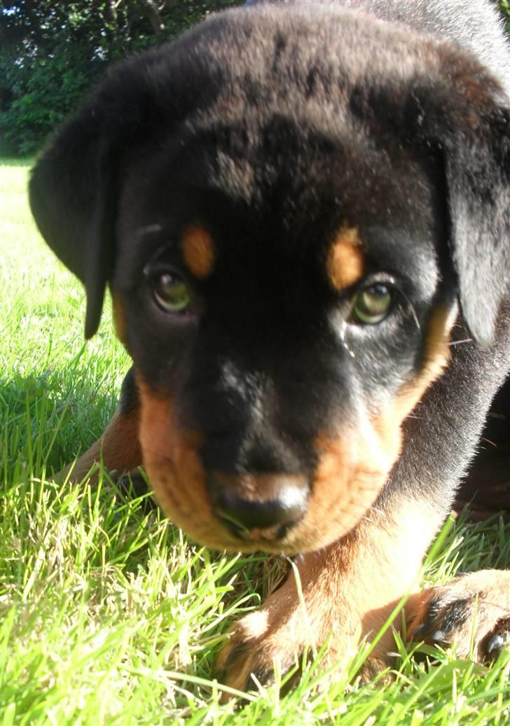 Rottweiler Luna billede 6