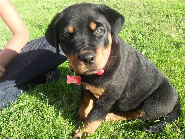 Rottweiler Luna - hvad? billede 7