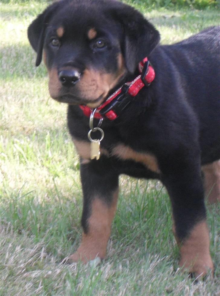 Rottweiler Luna - jeg er træt billede 8