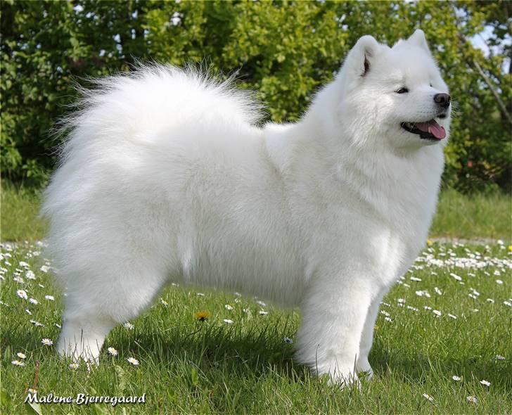 Samojedhund Freya billede 1