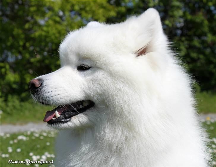 Samojedhund Freya billede 2