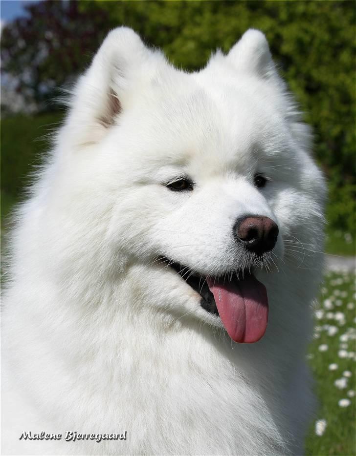 Samojedhund Freya billede 3