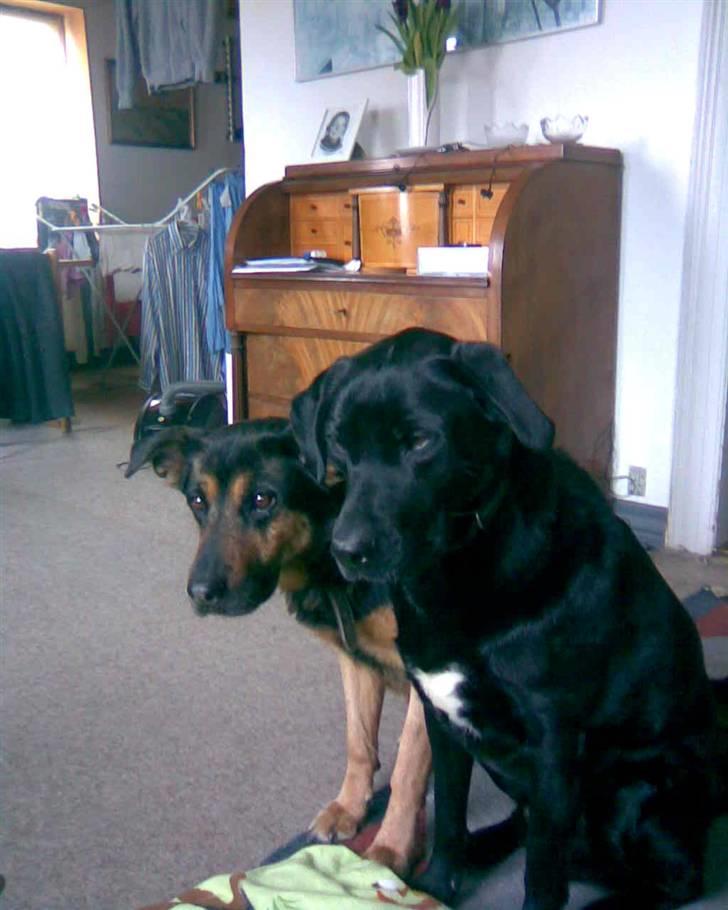 Schæferhund /Rottweiler Sif - R.I.P. - Sif i hendes yngre dage sammen med Tajs billede 1