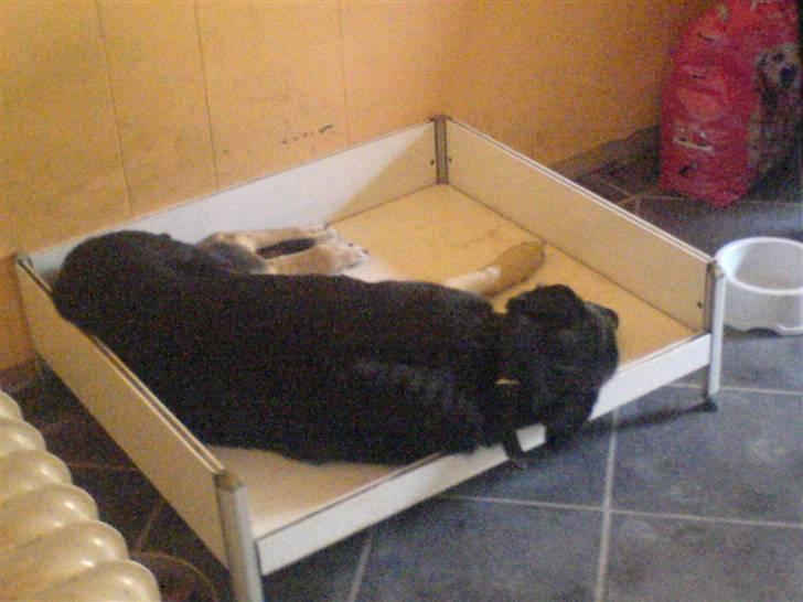 Schæferhund /Rottweiler Sif - R.I.P. - Hvor jeg savner dig Gamle! ): billede 2