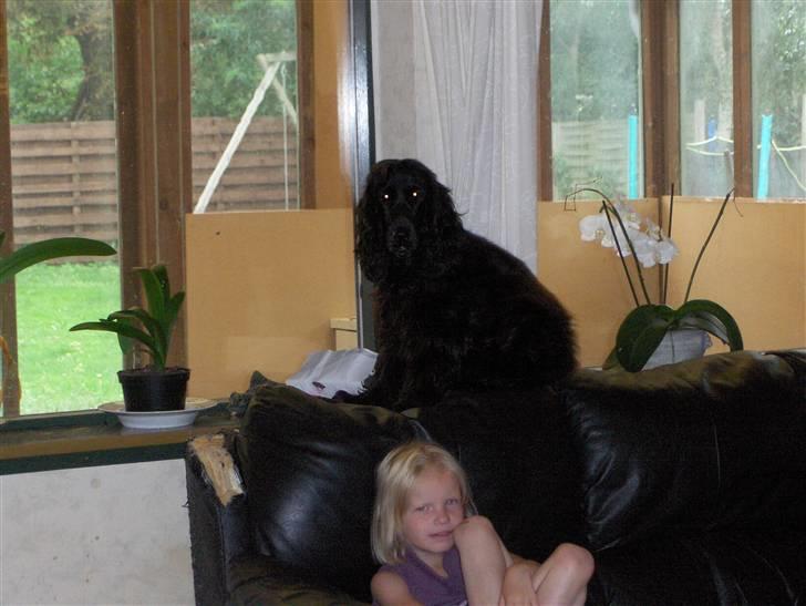 Cocker spaniel tøsen billede 20