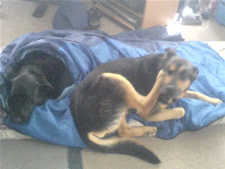 Schæferhund /Rottweiler Sif - R.I.P. - Ligger lige og hygger lidt med Tajs <3 billede 3