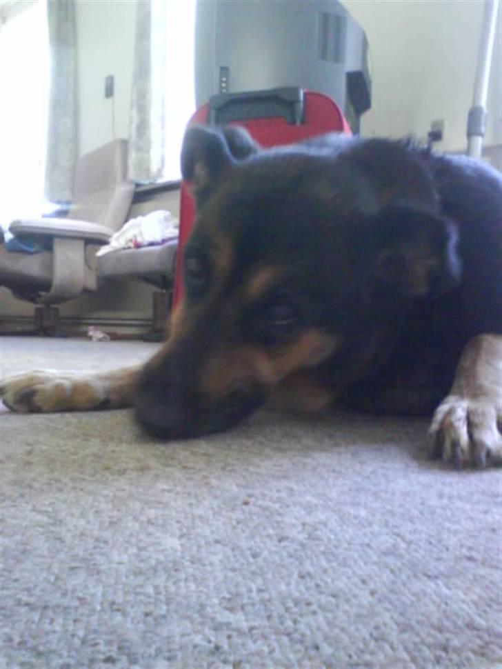 Schæferhund /Rottweiler Sif - R.I.P. - Jeg elsker dig stadig Sif! billede 4