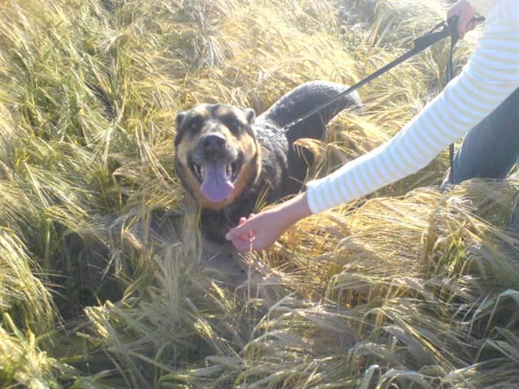 Schæferhund /Rottweiler Sif - R.I.P. - I hendes ynfgre dage, hun elskede virkelig en tur i marken! billede 7