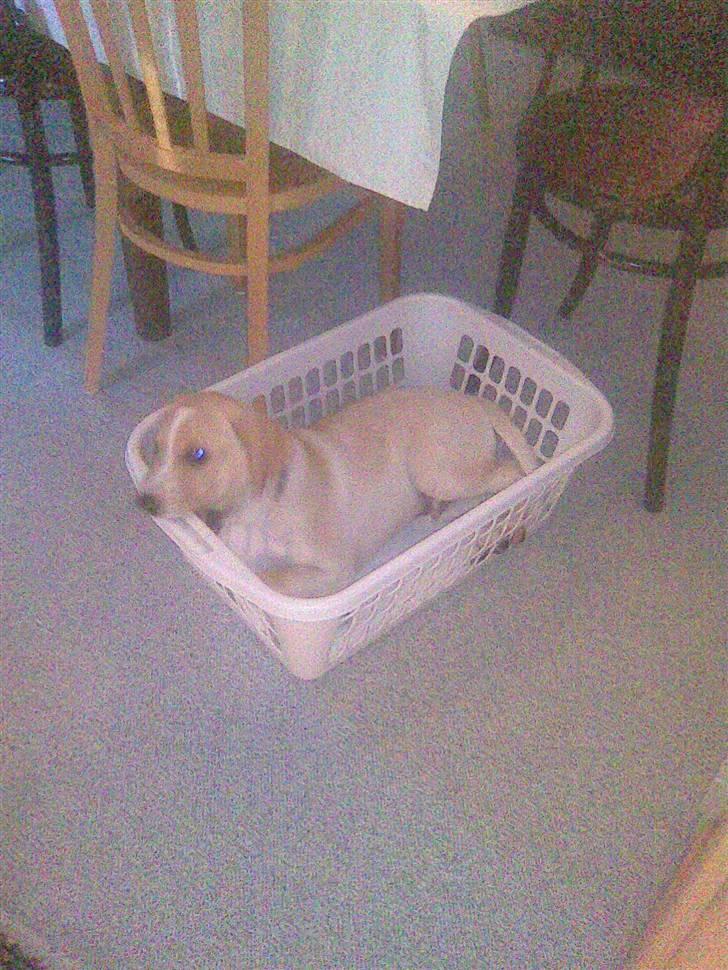 Dalmatiner Labrador Sir. Taurus II LØVEN II - Det er så godt at bide lidt i vasketøjs-kurven billede 9