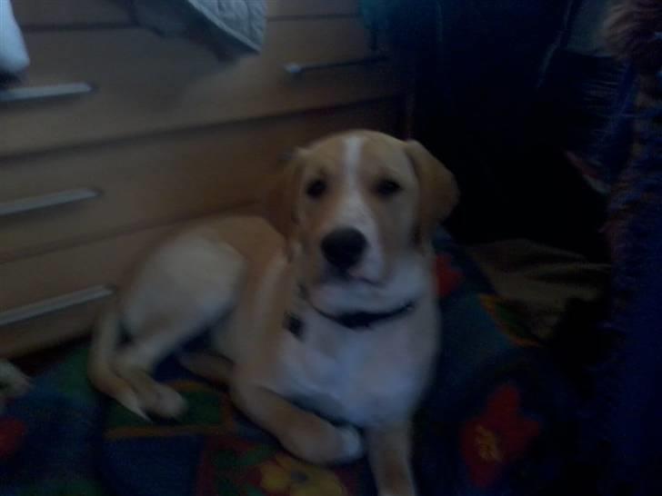 Dalmatiner Labrador Sir. Taurus II LØVEN II billede 11