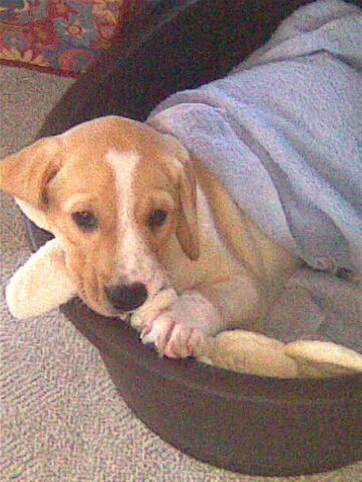 Dalmatiner Labrador Sir. Taurus II LØVEN II - I LOVE YOU TAURUS! billede 12