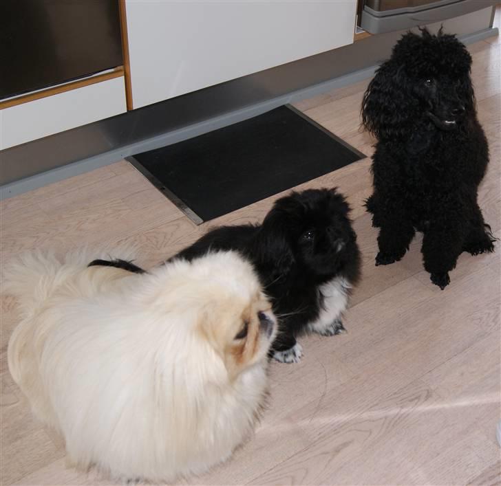 Pekingeser Boss - Venter på kiks sammen med mine brødre billede 11