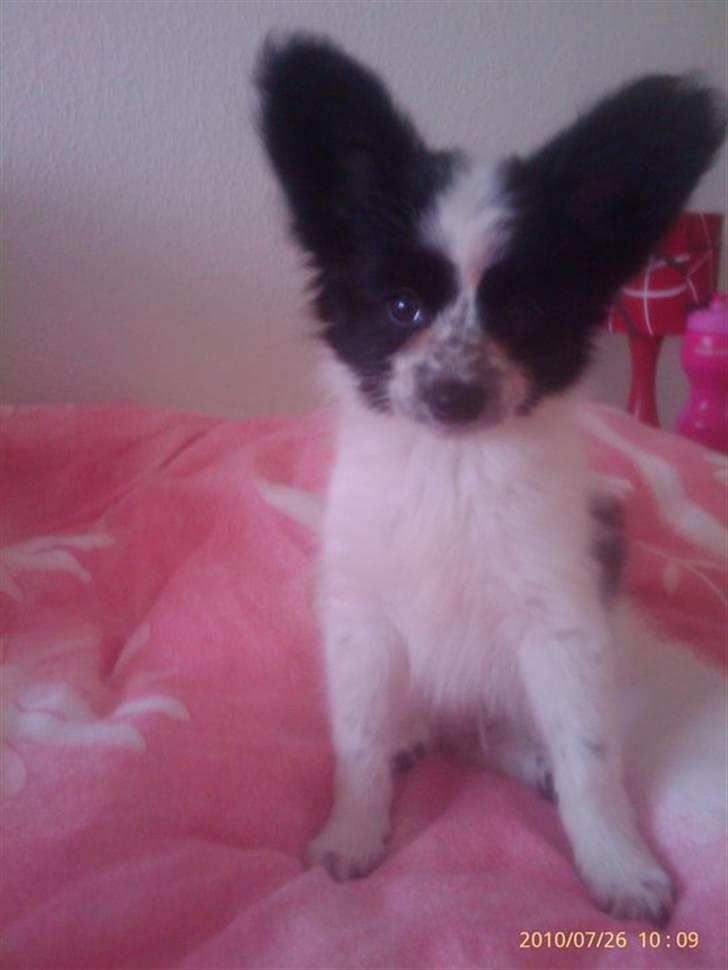 Papillon Simba billede 2
