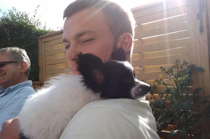 Papillon Simba billede 3