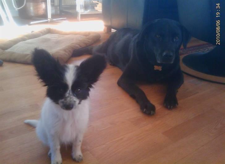 Papillon Simba billede 4