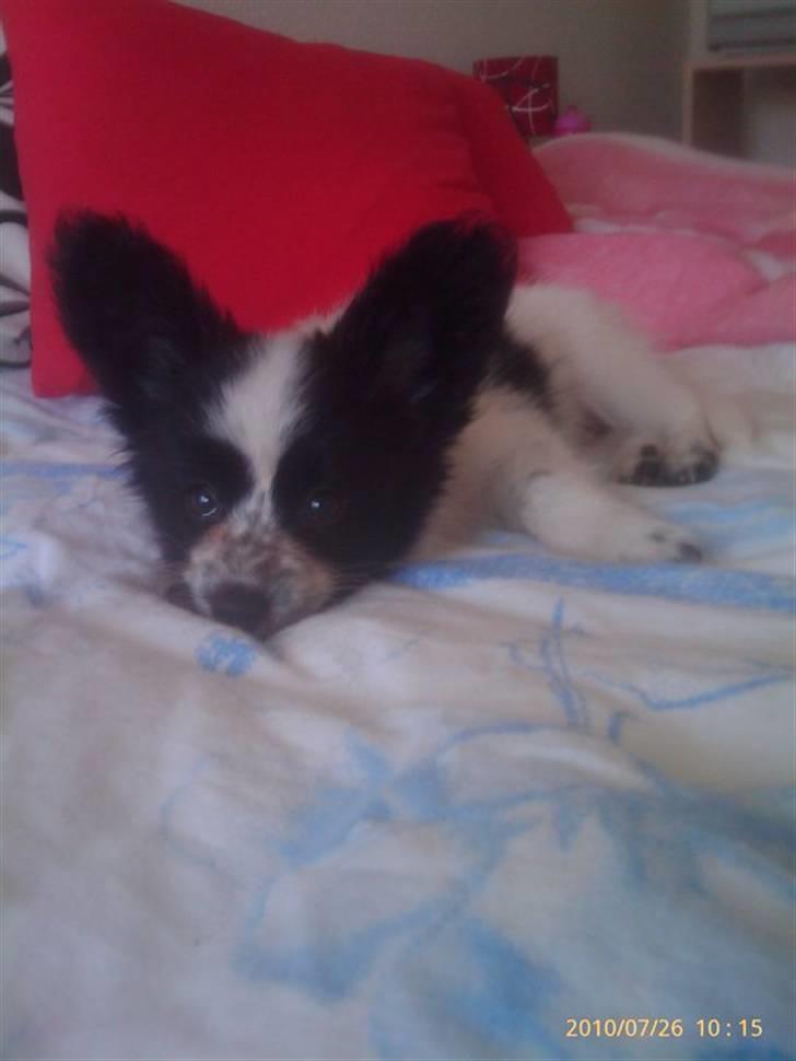 Papillon Simba billede 5