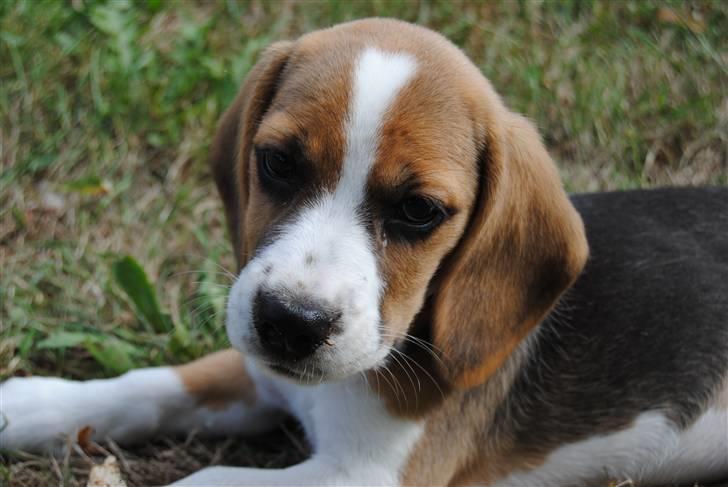 Beagle Bailey billede 1