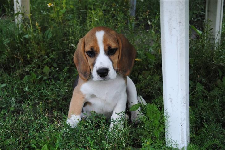 Beagle Bailey billede 2
