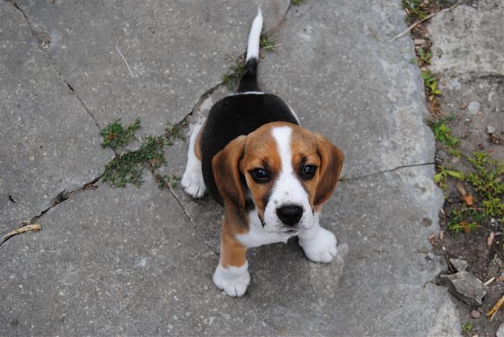 Beagle Bailey billede 3