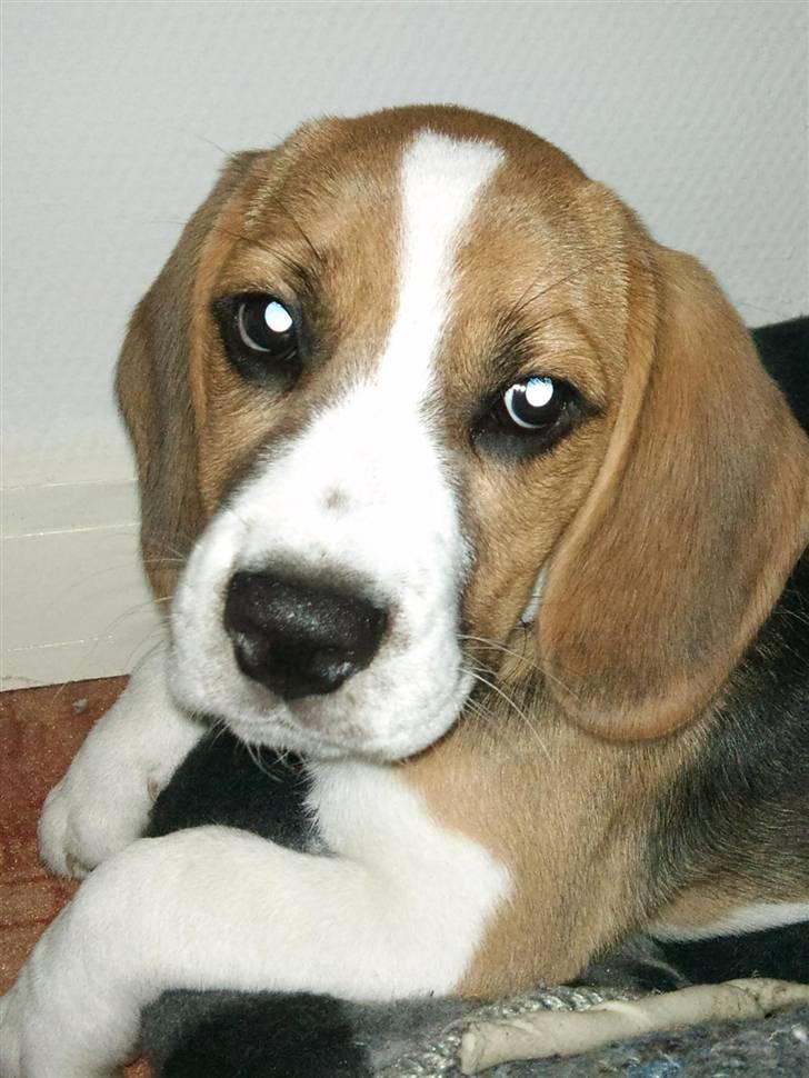Beagle Bailey billede 4