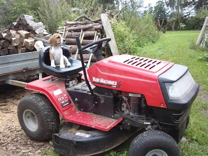 Beagle Bailey billede 5