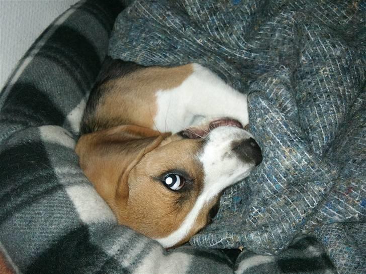 Beagle Bailey billede 6