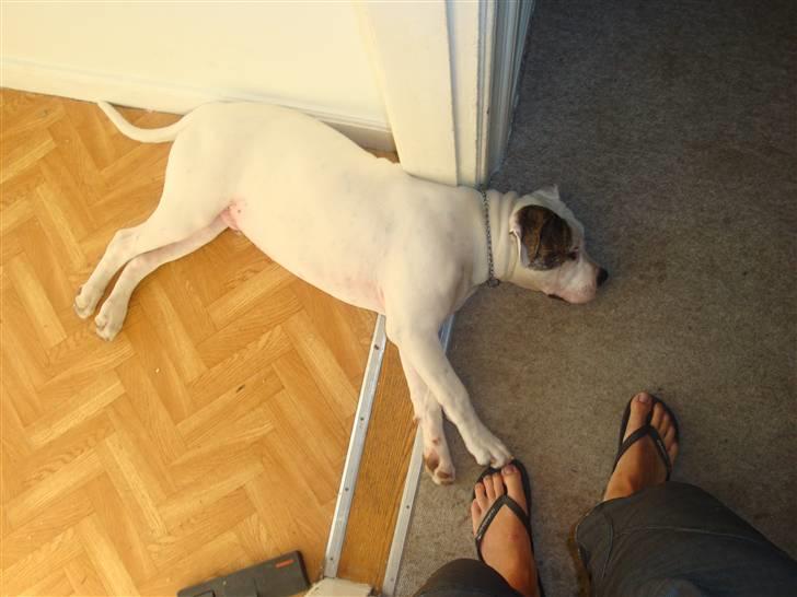 Amerikansk bulldog Uffe R.I.P. billede 7