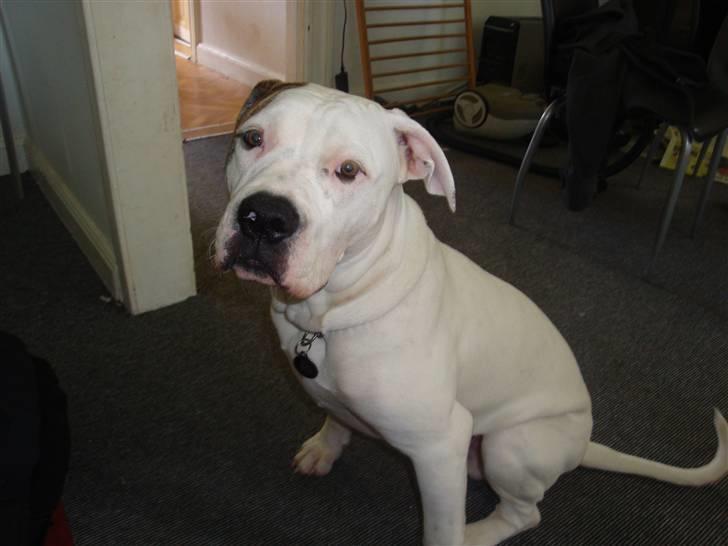 Amerikansk bulldog Uffe R.I.P. billede 8