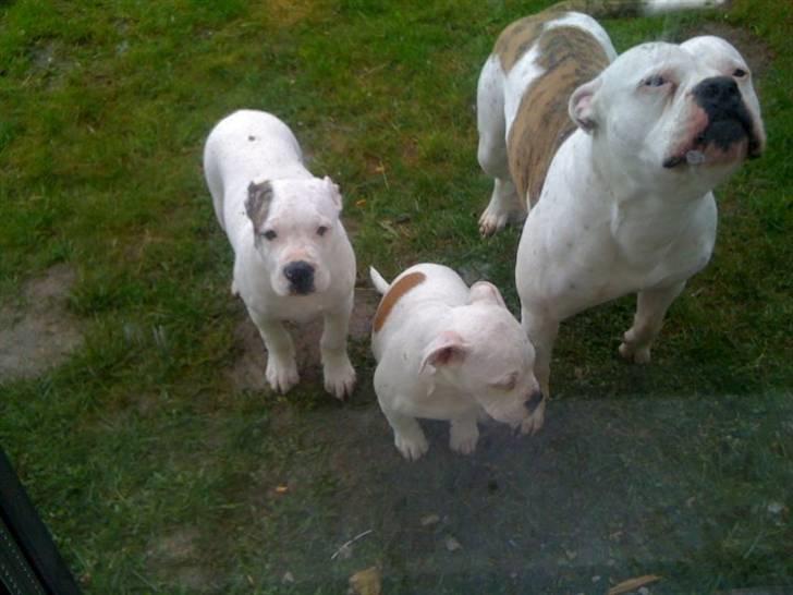 Amerikansk bulldog Uffe R.I.P. billede 9