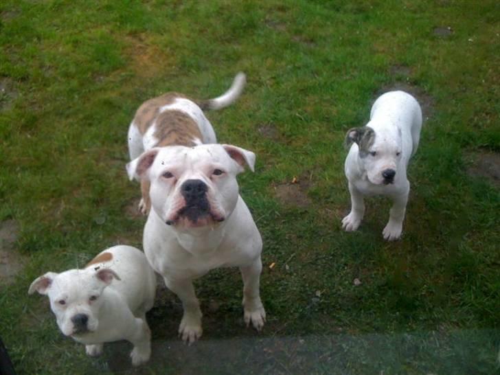 Amerikansk bulldog Uffe R.I.P. billede 10