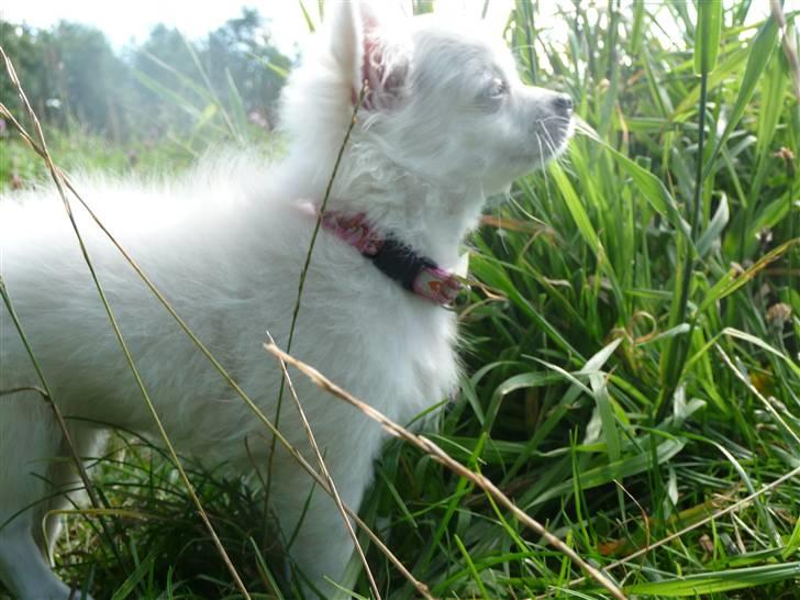 Chihuahua Miley - 17 uger billede 8