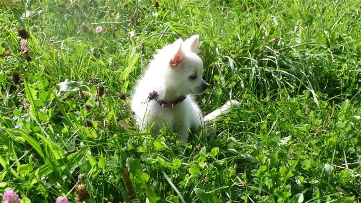 Chihuahua Miley billede 9