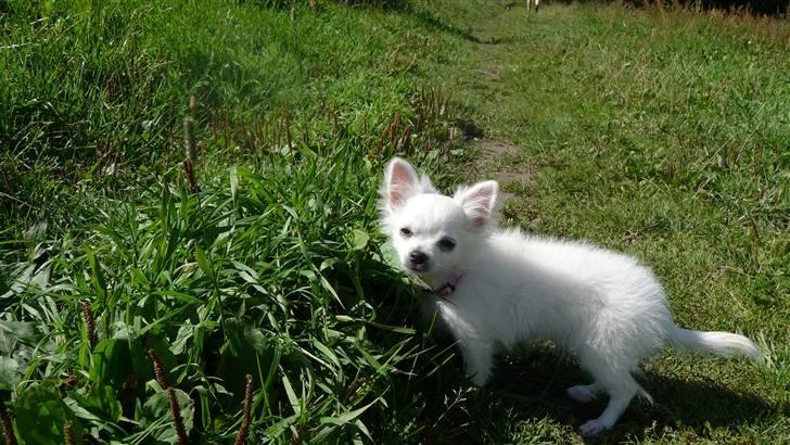 Chihuahua Miley billede 10