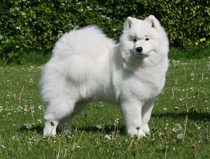 Samojedhund Freya billede 4