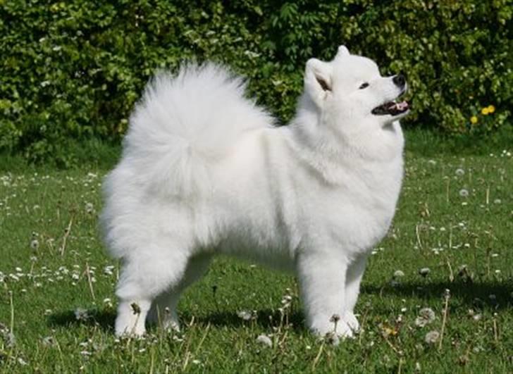 Samojedhund Freya billede 5