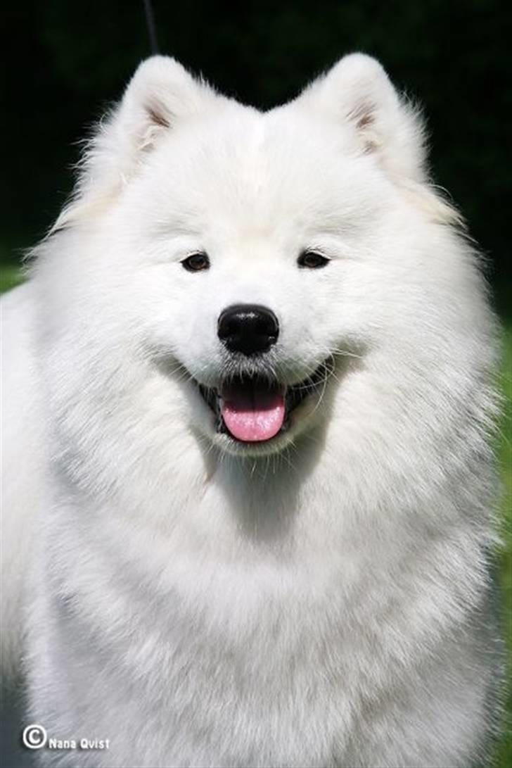 Samojedhund Freya billede 6