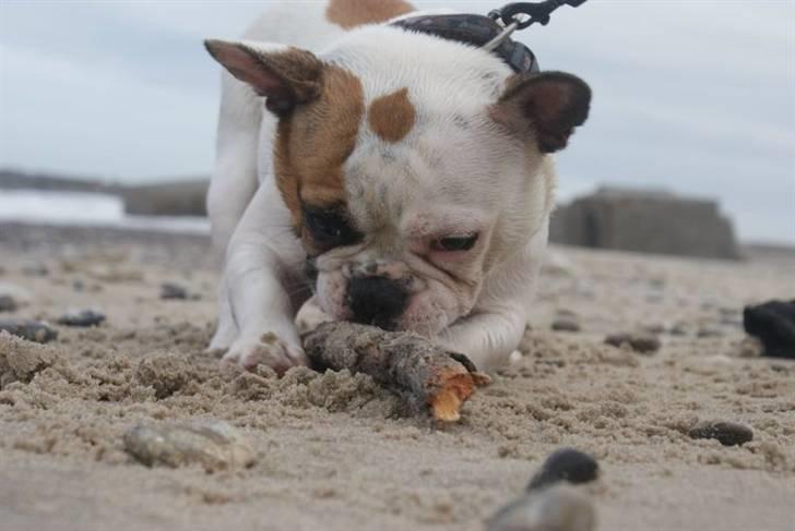 Fransk bulldog Bijous Freja billede 5