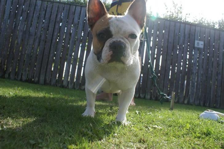 Fransk bulldog Bijous Freja billede 6