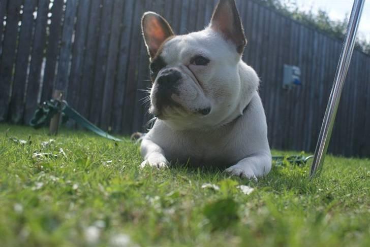 Fransk bulldog Bijous Freja billede 7